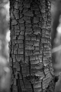 L'arbre de charbon